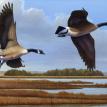 Federal Duck Stamp Finalist