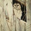 Barred Owl in Loft