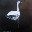 Swan